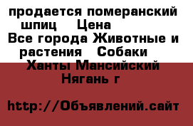 продается померанский шпиц  › Цена ­ 35 000 - Все города Животные и растения » Собаки   . Ханты-Мансийский,Нягань г.